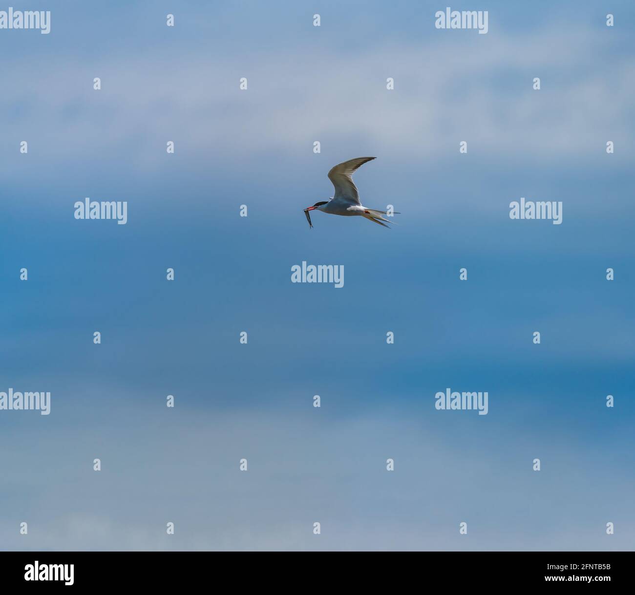 Isolated Bird flying with fish in the beak and text-space Stock Photo