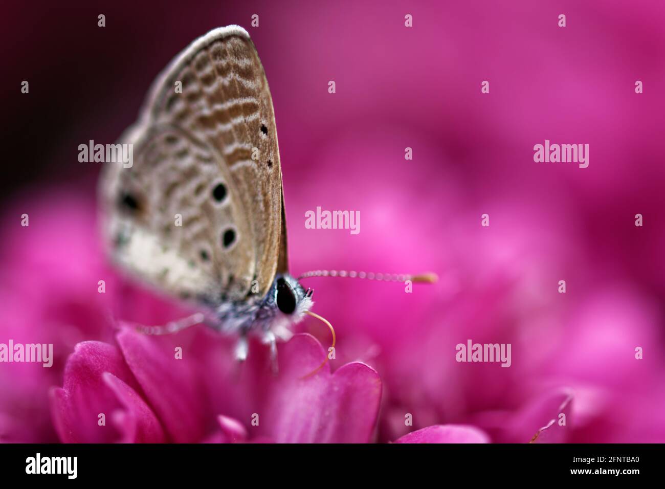 Gossamer-winged butterflies on flower freedom life Stock Photo