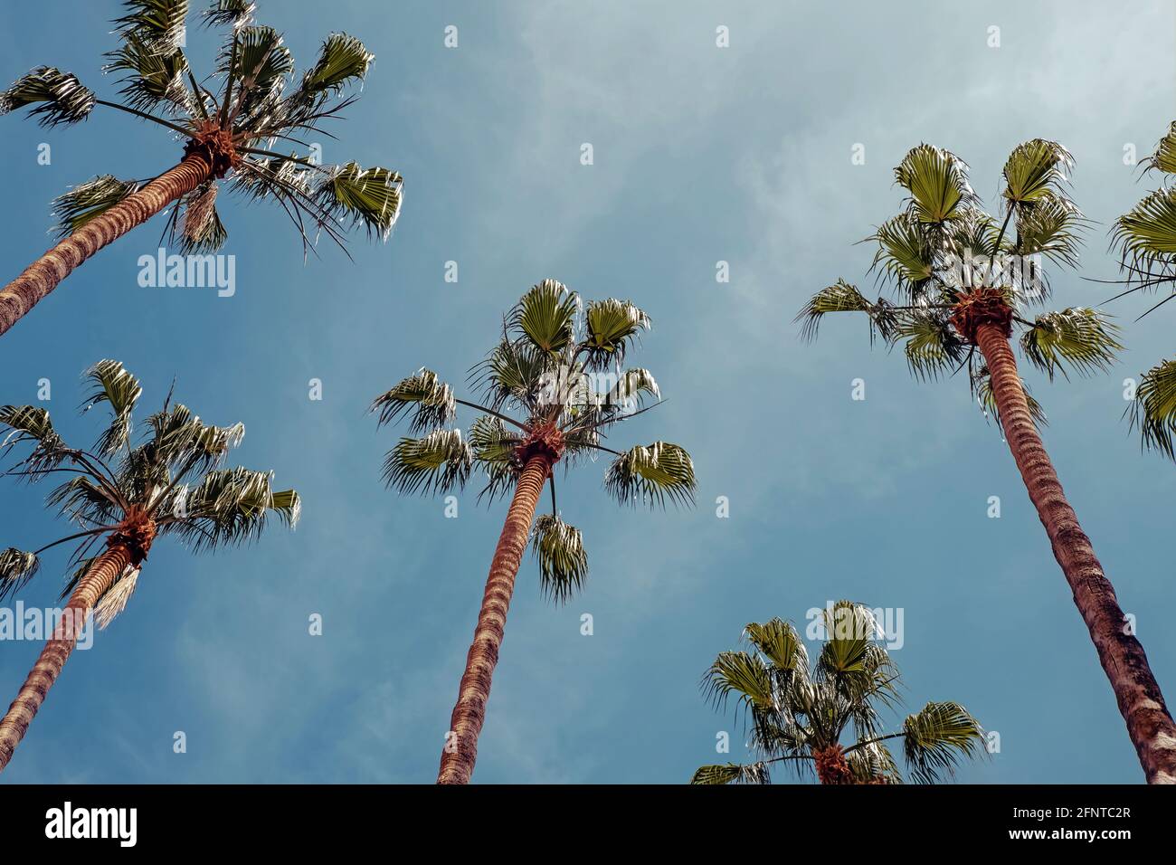 Tall tropical trees hi-res stock photography and images - Alamy