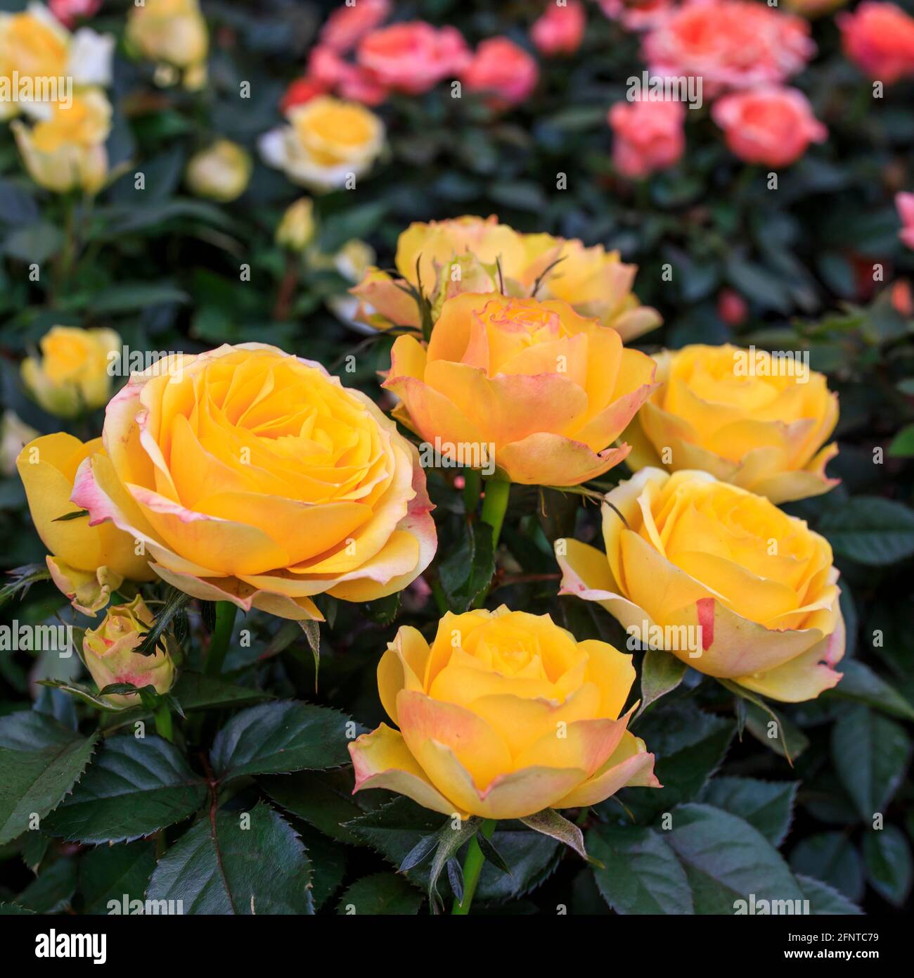 Various varieties of roses outdoors in a flowerbed as a decoration of ...