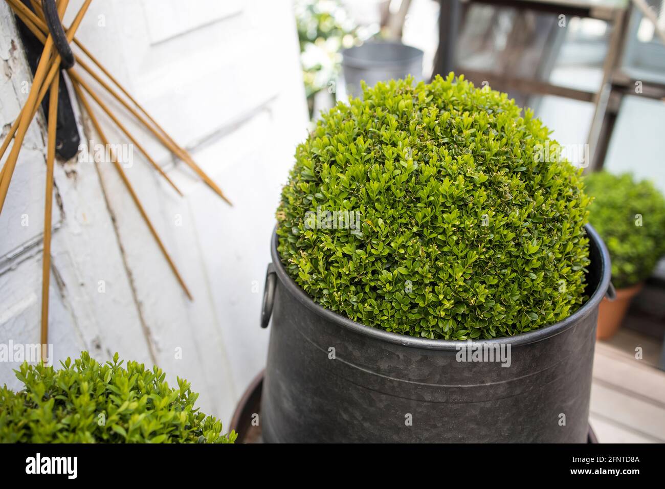 Ball-trimmed boxwood in large iron pots as a garden decoration. Summer ...