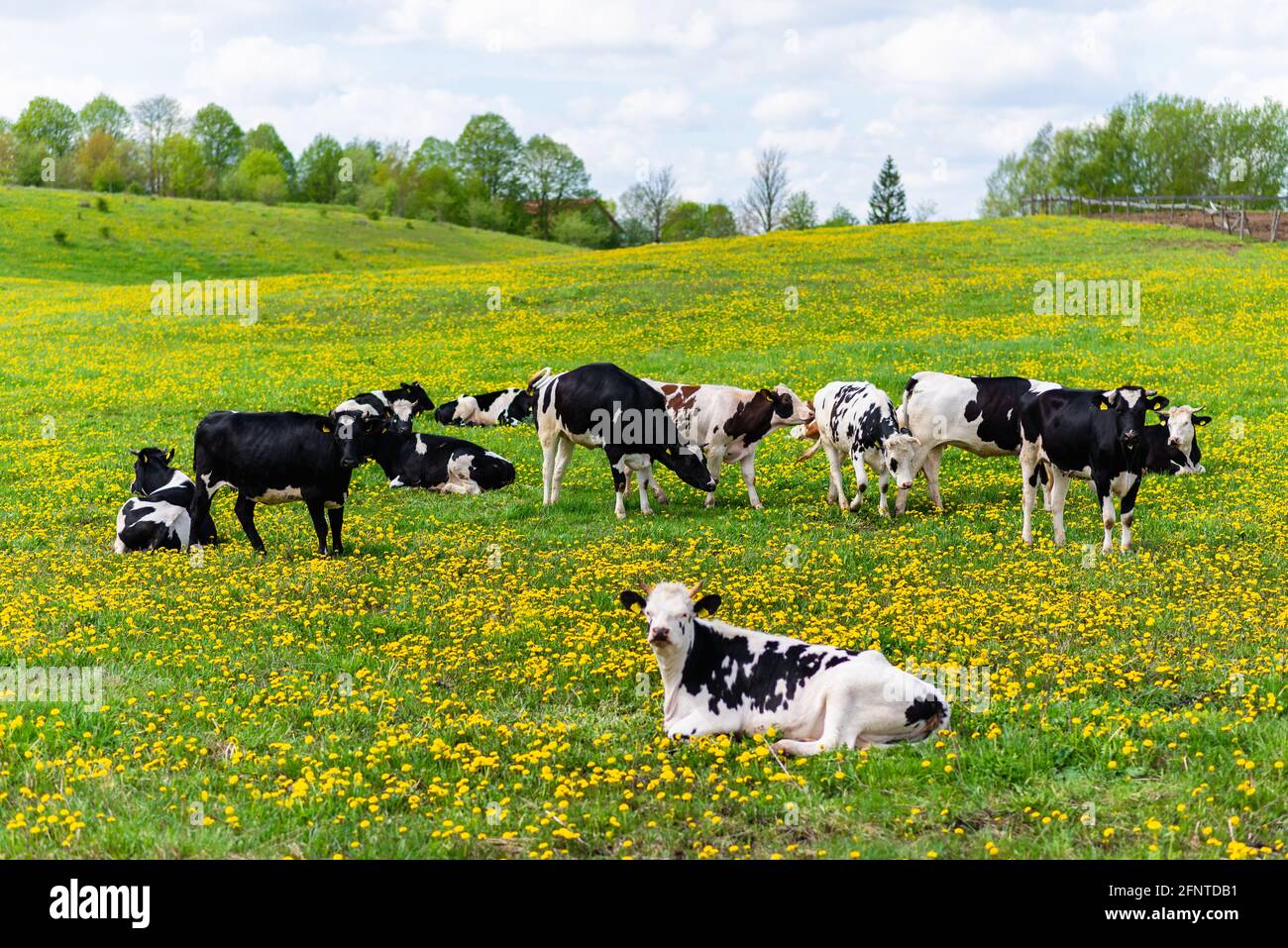 Black and white cows in a green grassy field on a bright and sunny day ...