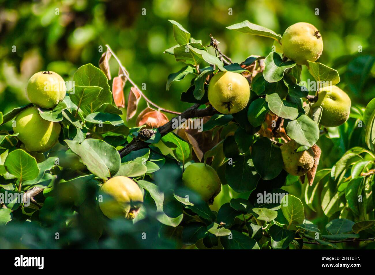 Mature fruits of yellow quince. Bunch of yellow quince fruits growing