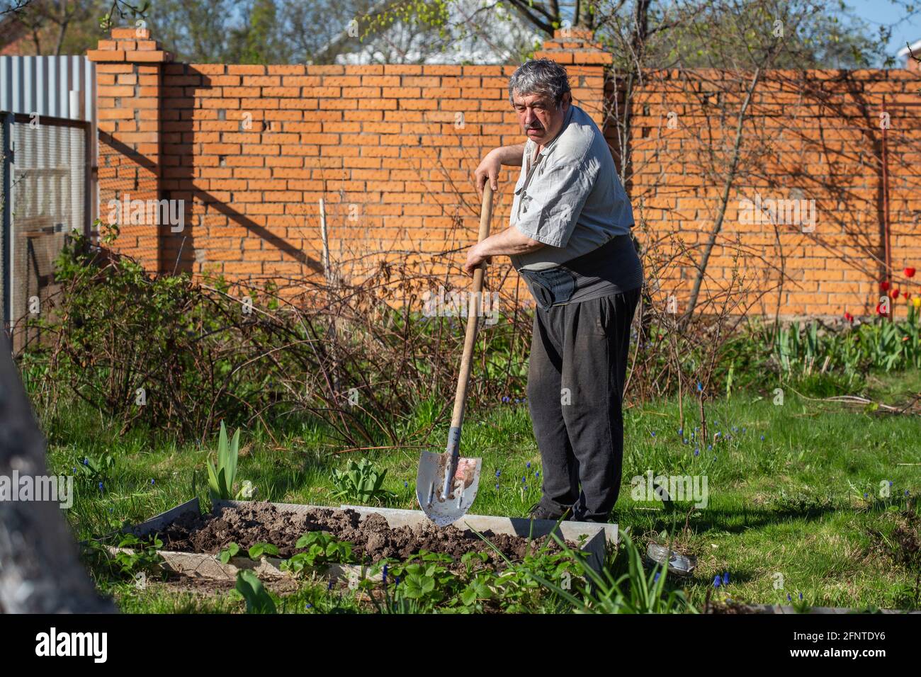 Caucasian Senior man with shovel digging garden bed or farm, farming ...