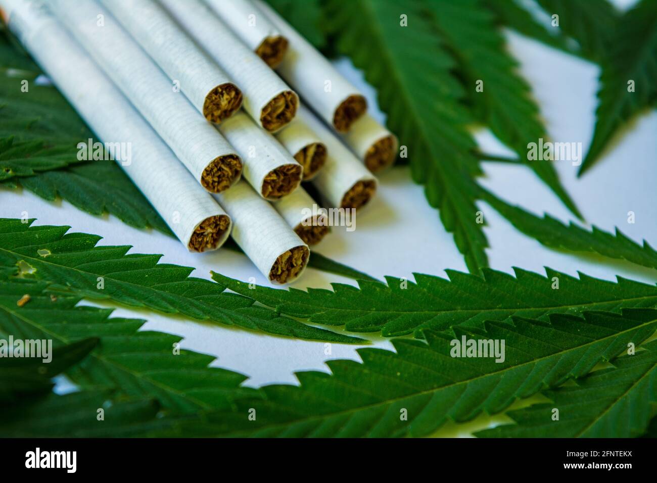 Young small cannabis plant cigarette hi-res stock photography and images