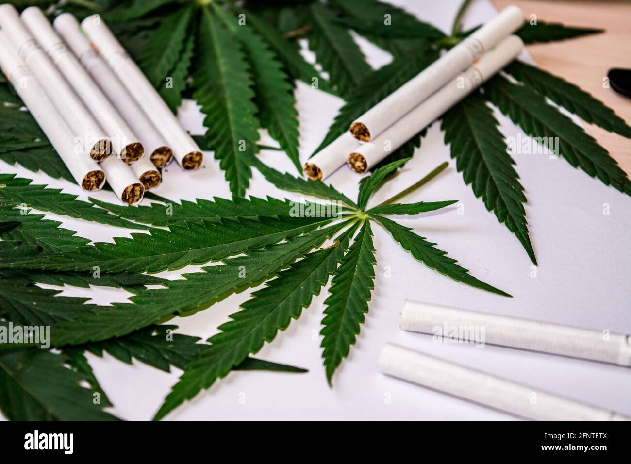 plants and cigarette smoke Green hemp leaf and cigarettes on white background close up. Medicinal plant cannabis. Drugs, smoke, rasta thematics Stock Photo plants and cigarette smoke Green hemp leaf and cigarettes on white background close up. Medicinal plant cannabis. Drugs, smoke, rasta thematics Stock Photo