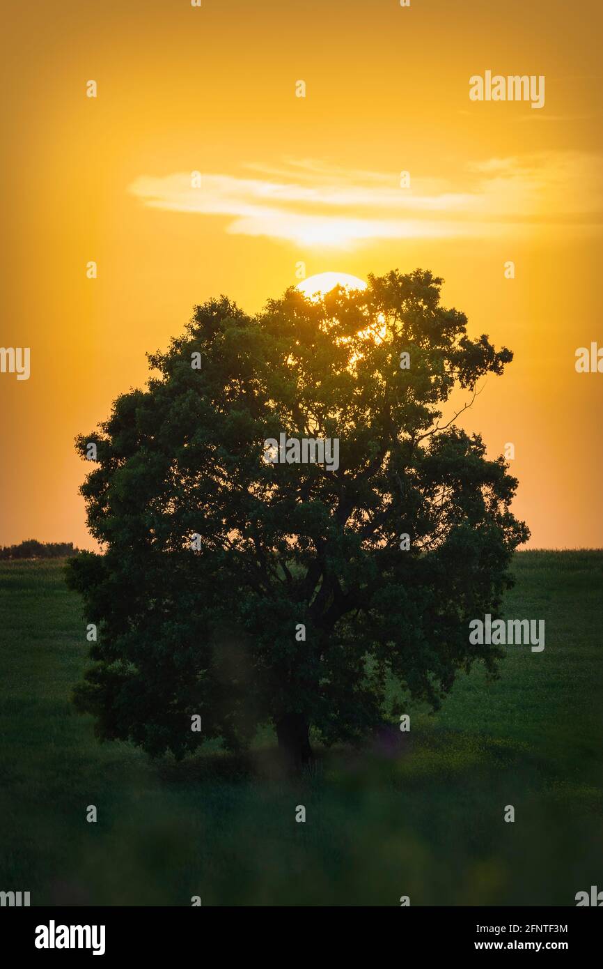 Standing oak trees hi-res stock photography and images - Alamy