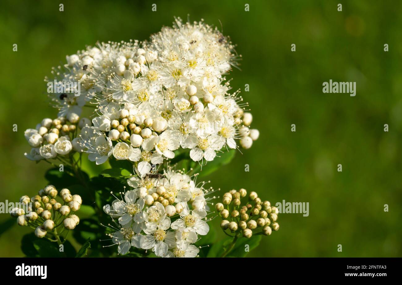 A flowering spirea bush on a green background in spring. Beautiful natural background on a sunny day Stock Photo