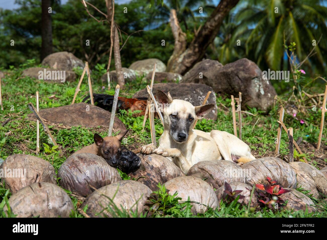 Cute dog mother and her puppy rest on summer grass. Tropical rural land scene. Asian village animals. Dog breed population growth in South Asia. Cute Stock Photo