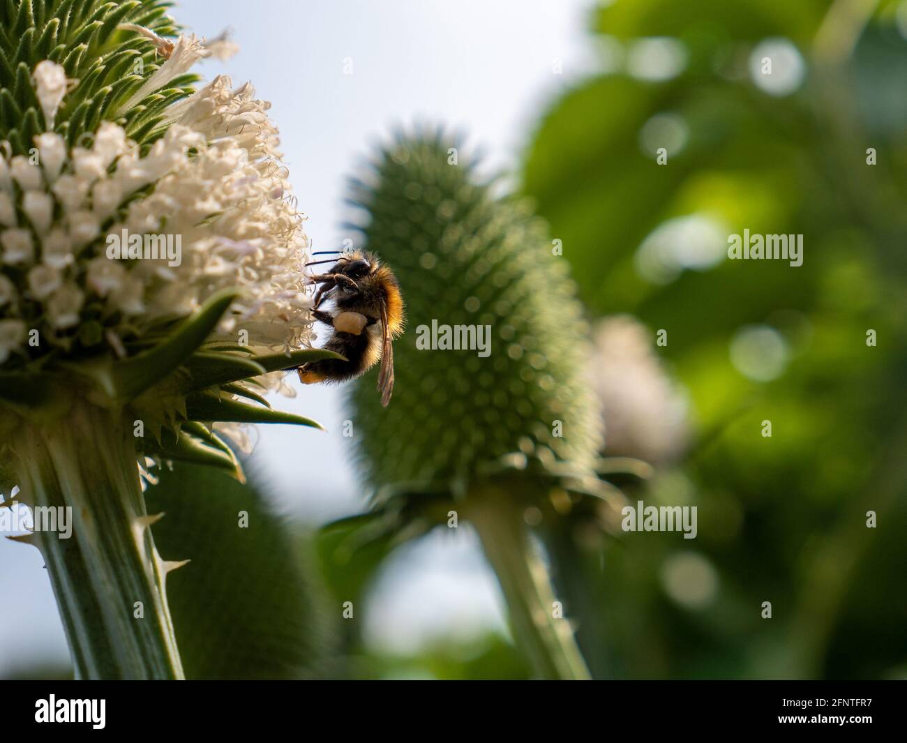 Bumblebee pollinating cutleaf teasel flower (Dipsacus laciniatus) Stock Photo