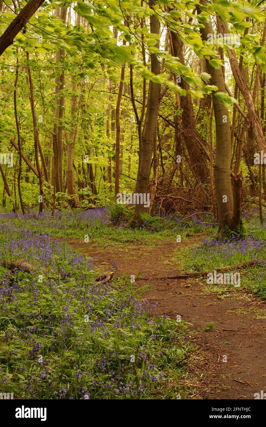 Wooded Path Springtime A view looking along a woodland path in a bluebell wood with beech ...