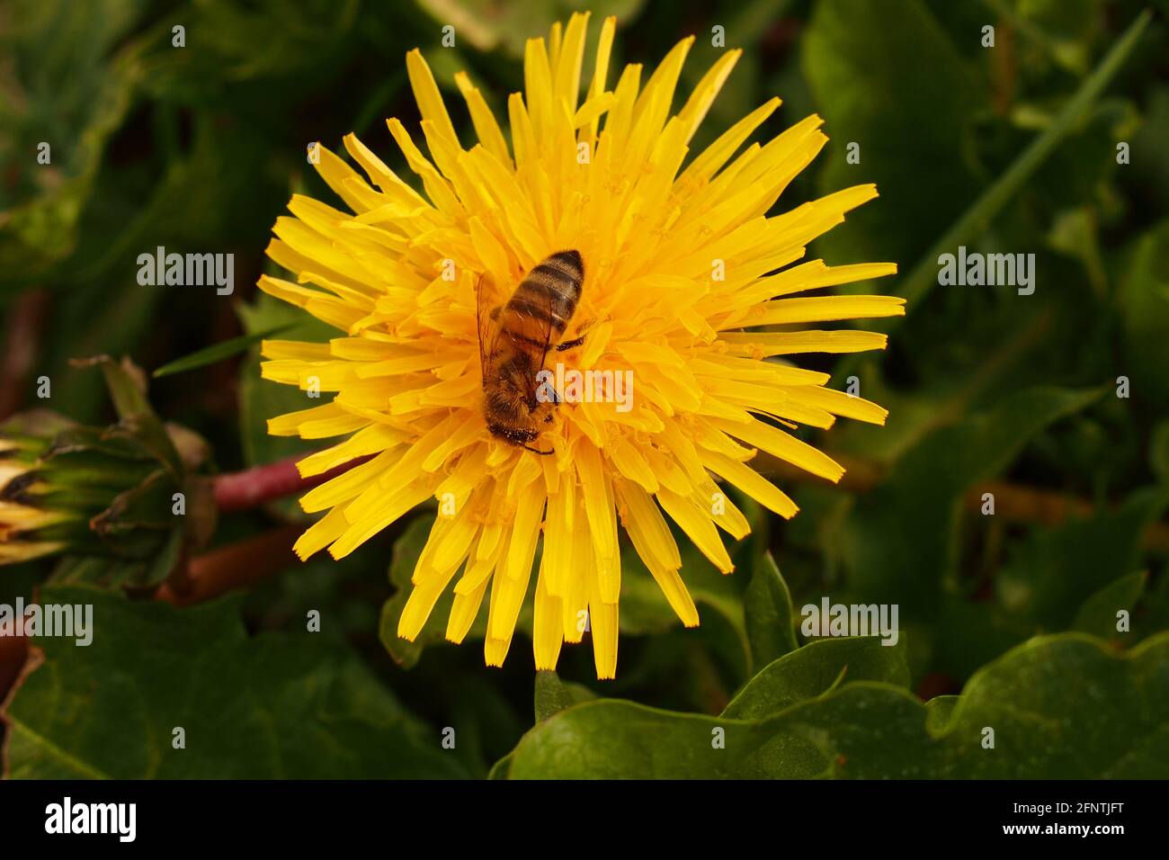 Image of a dandelion hi-res stock photography and images - Alamy