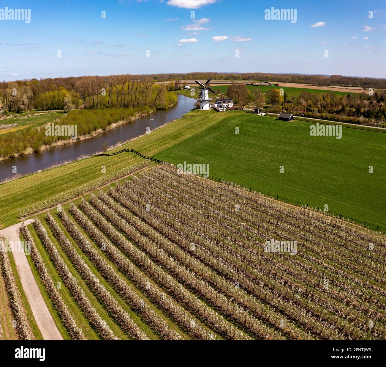 Field of fruit trees in white blossom with white windmill Stock Photo