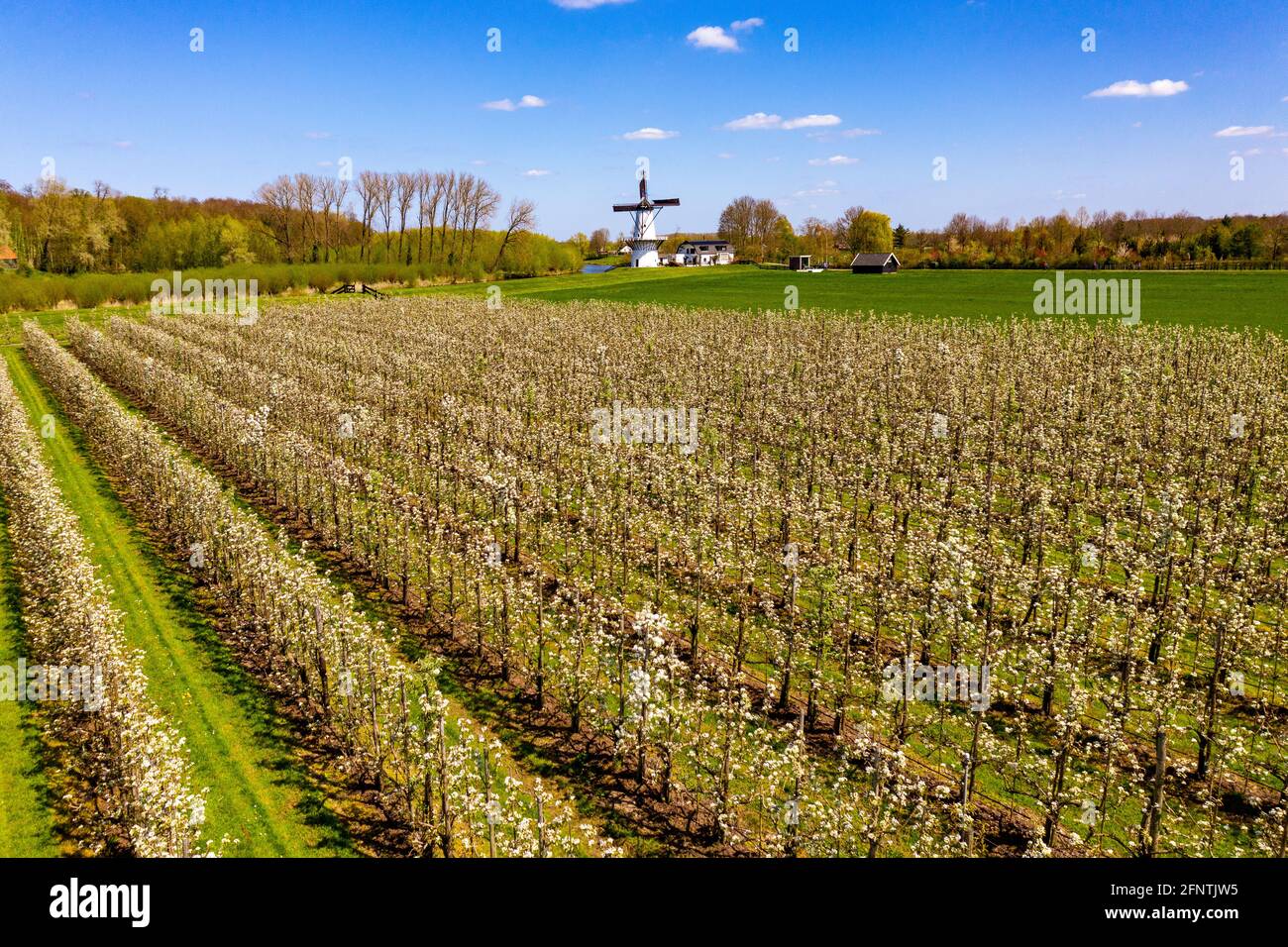 Field of fruit trees in white blossom with white windmill Stock Photo