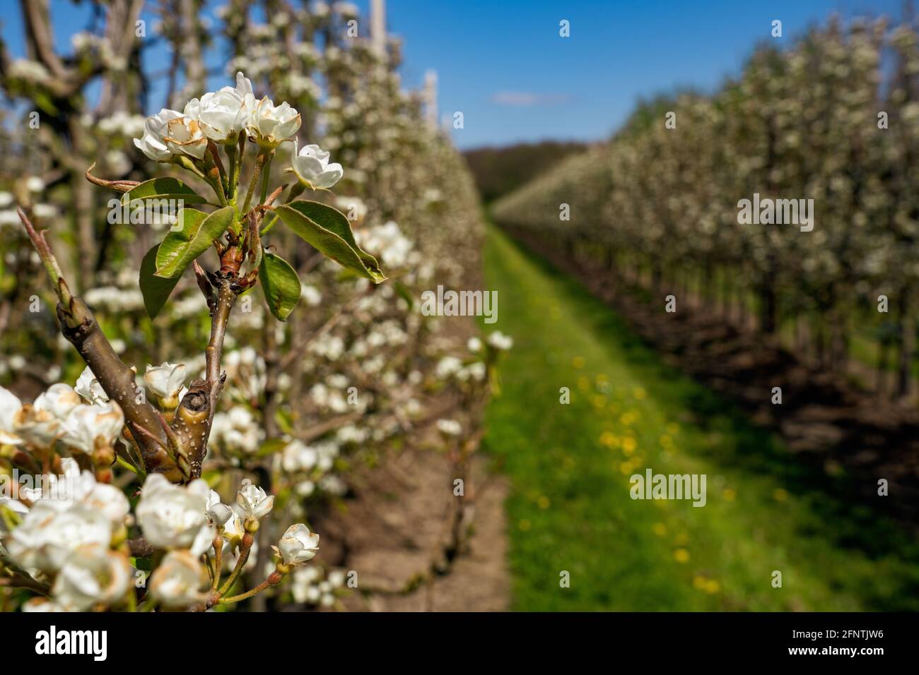 Field of fruit trees in white blossom Stock Photo