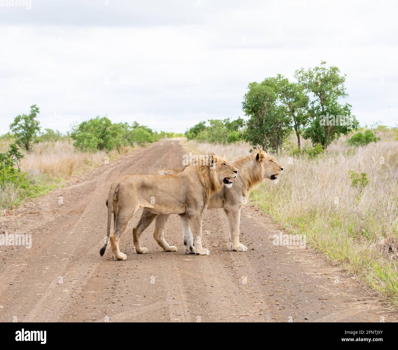 A pair of male Lions standing on a dirt track in Southern African savannah Stock Photo