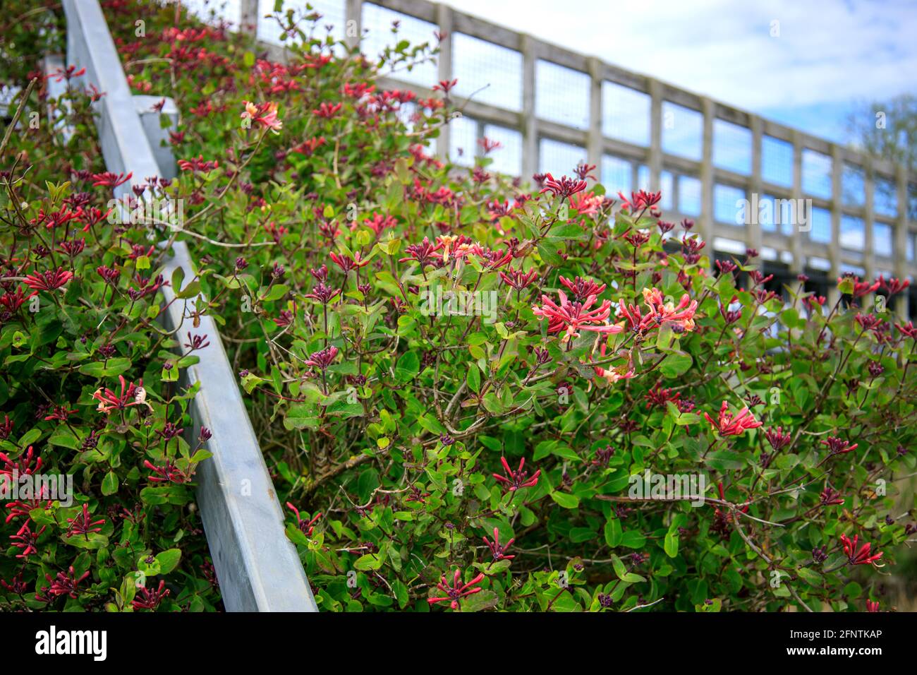 Wild honeysuckle growing on metal bridge across River Great Ouse, Ely, Cambridgeshire, England, UK Stock Photo