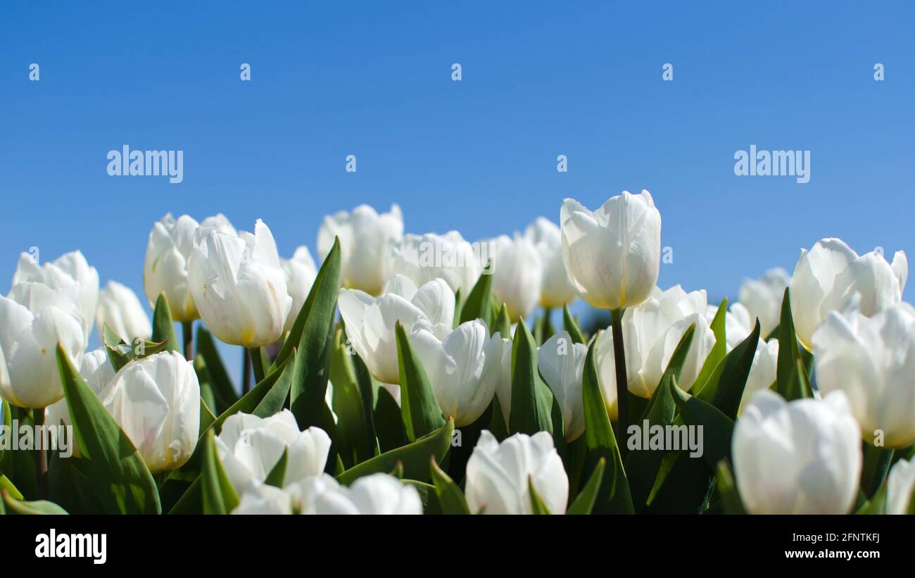 Beautiful tulips field flower hi-res stock photography and images - Alamy