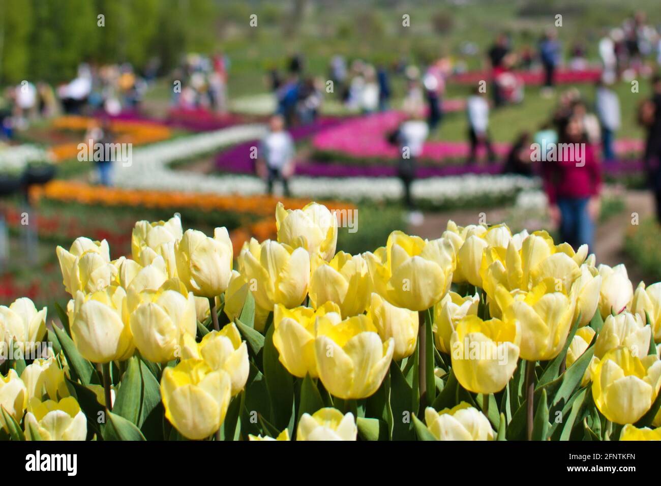 beautiful tulips in flower field Stock Photo - Alamy