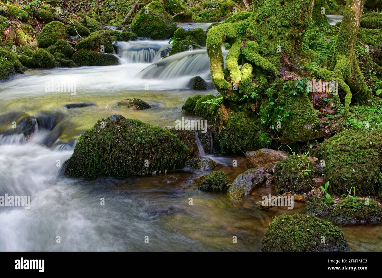A wild and romantic mountain stream with incident light from the evening sun in the Black Forest in Germany. Stock Photo