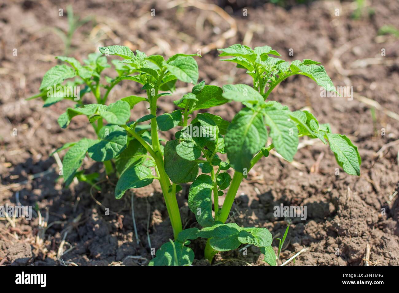 A bush of growing potatoes. Growing garden vegetables. An irreplaceable food product. Stock Photo