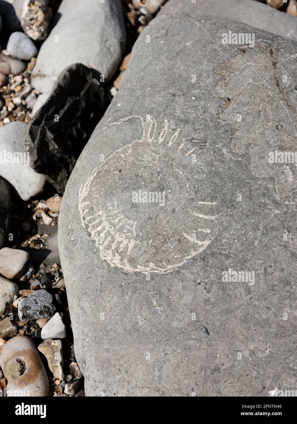 An Ammonite Fossil On Lyme Regis Fossil Beach Famous For Its Abundance an-ammonite-fossil-on-lyme-regis-fossil-beach-famous-for-its-abundance