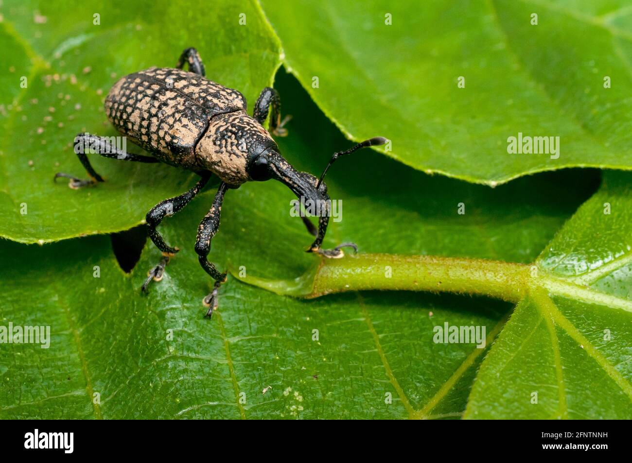 Adult fig tree weevil (aclees cribratus Gyllenhy). This beetle native to Southeast Asia is infesting the fig trees of central Italy. Stock Photo