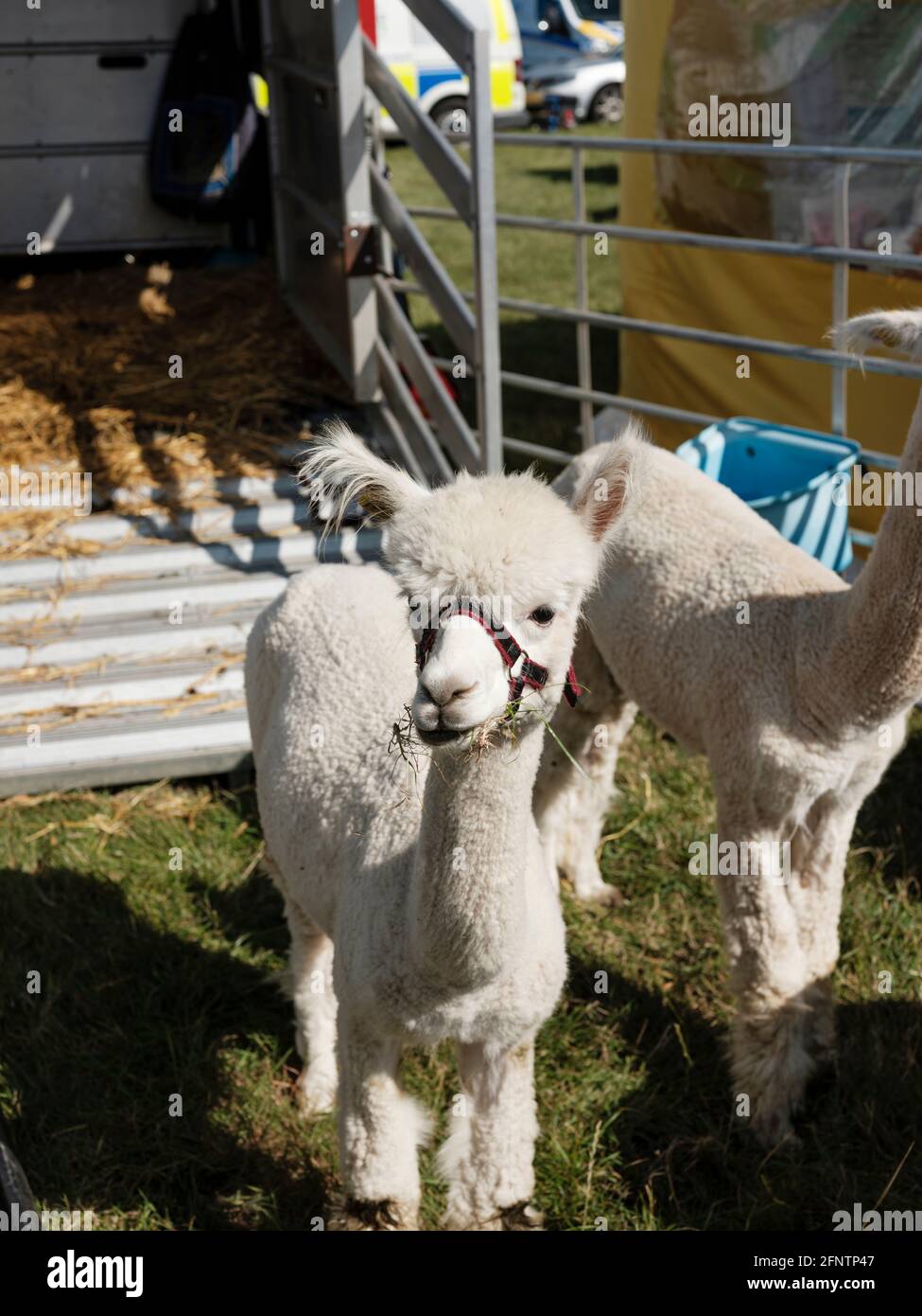 Alpacas at the Melplash Agricultural Society Show at the West Bay Show grounds, Bridport, Dorset, United Kingdom, August 22, 2019. Stock Photo