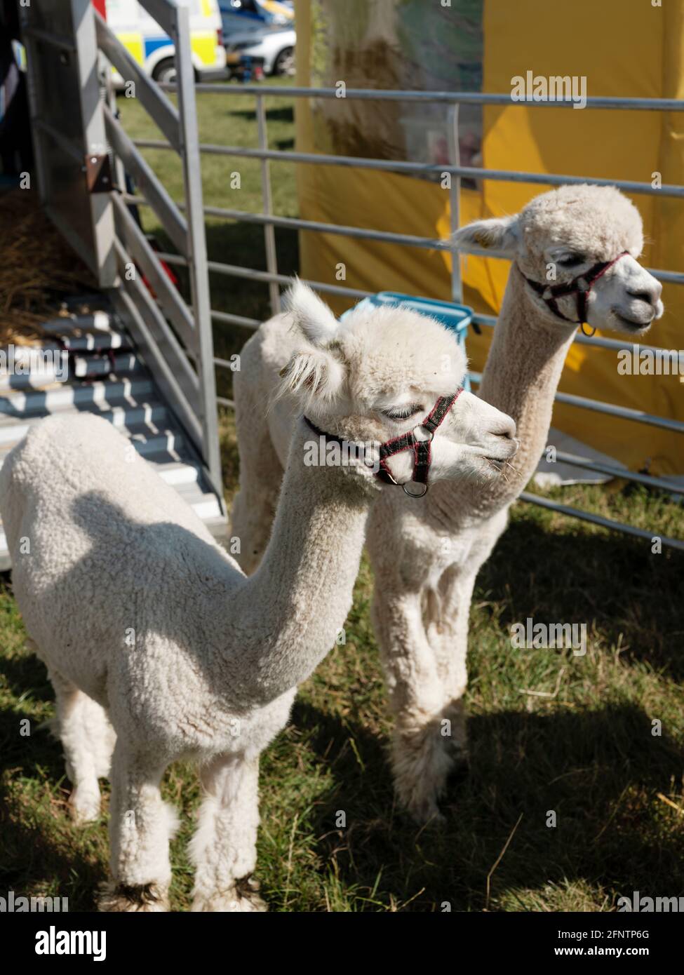 Alpacas at the Melplash Agricultural Society Show at the West Bay Show grounds, Bridport, Dorset, United Kingdom, August 22, 2019. Stock Photo