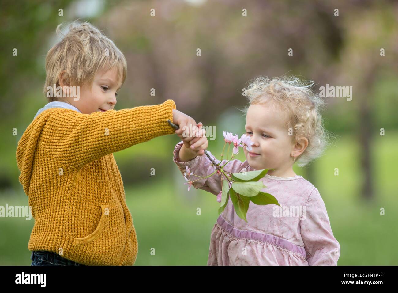 Beautiful children, toddler boy and girl, playing together in cherry  blossom garden,boy giving a little bouquet of wild flowers to the girl.  Kids frie Stock Photo - Alamy