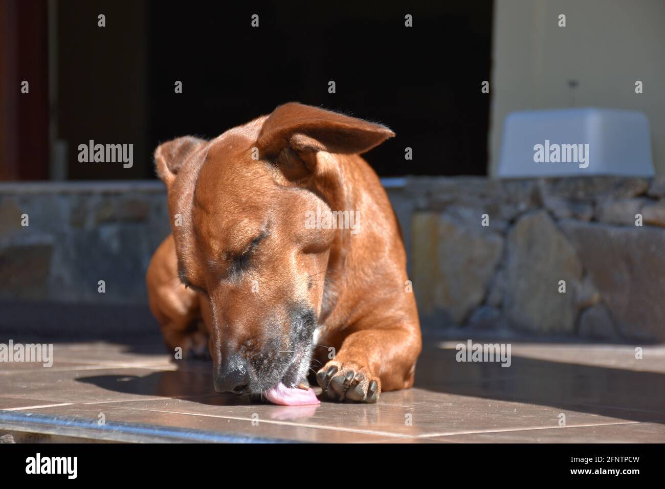 dog licking his paw Stock Photo