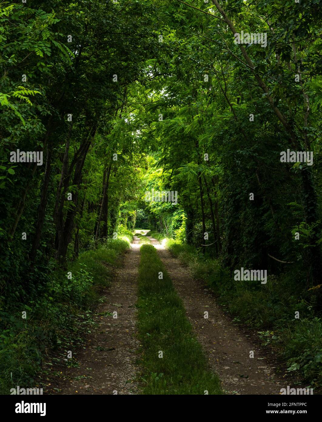 Dirt road through green Forest, trees and leaves in the north Italy Stock Photo