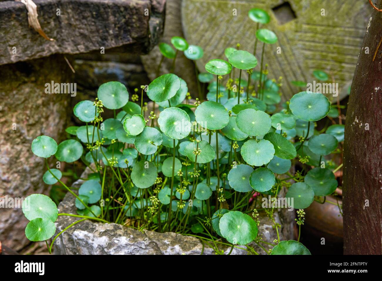 Ornamental grass rockery garden hi-res stock photography and images - Alamy