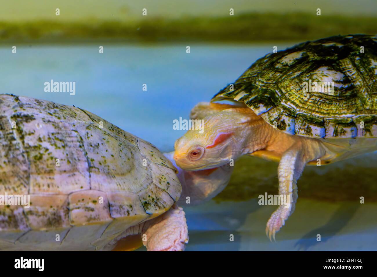 Close-up of pet water turtle in breeding tank Stock Photo