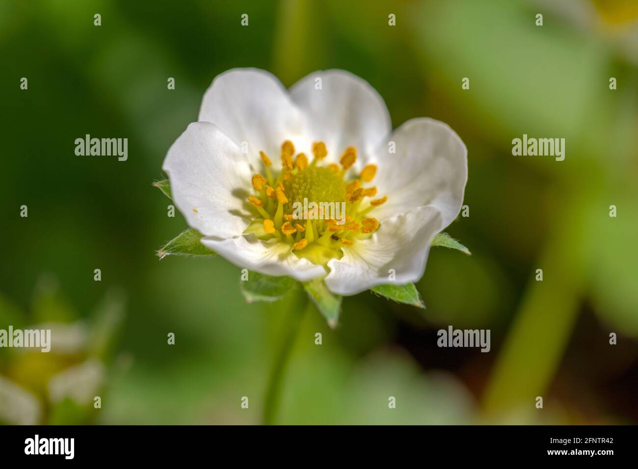 Macro photography of a blooming strawberry flower Stock Photo - Alamy