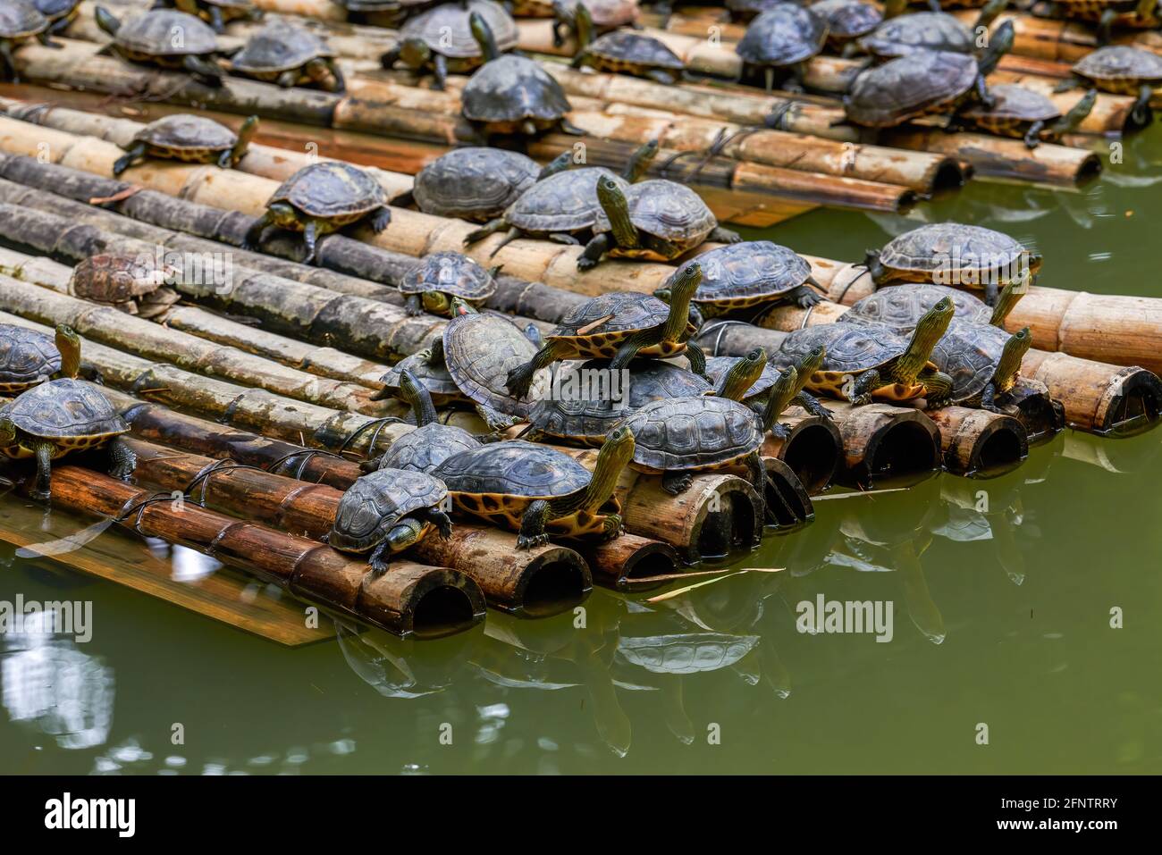 A group of water turtles gather on a bamboo raft in the turtle pond