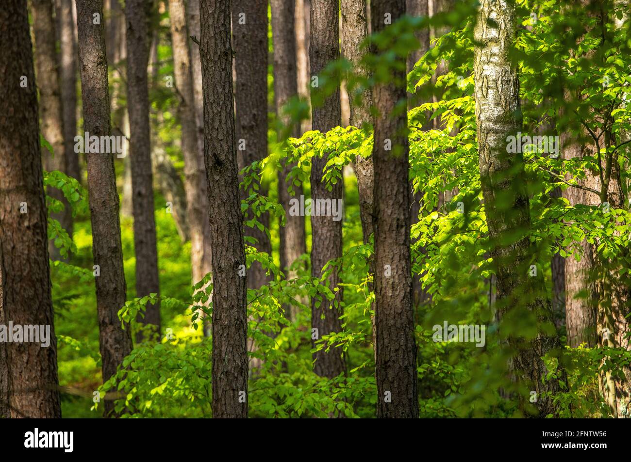 wonderful green forest in spring, beech forest and fir trees, mixed forest, Bavaria Germany Stock Photo