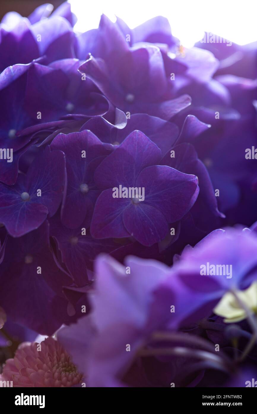 Dark Purple hydrangea flower in bloom close up bouquet Stock Photo
