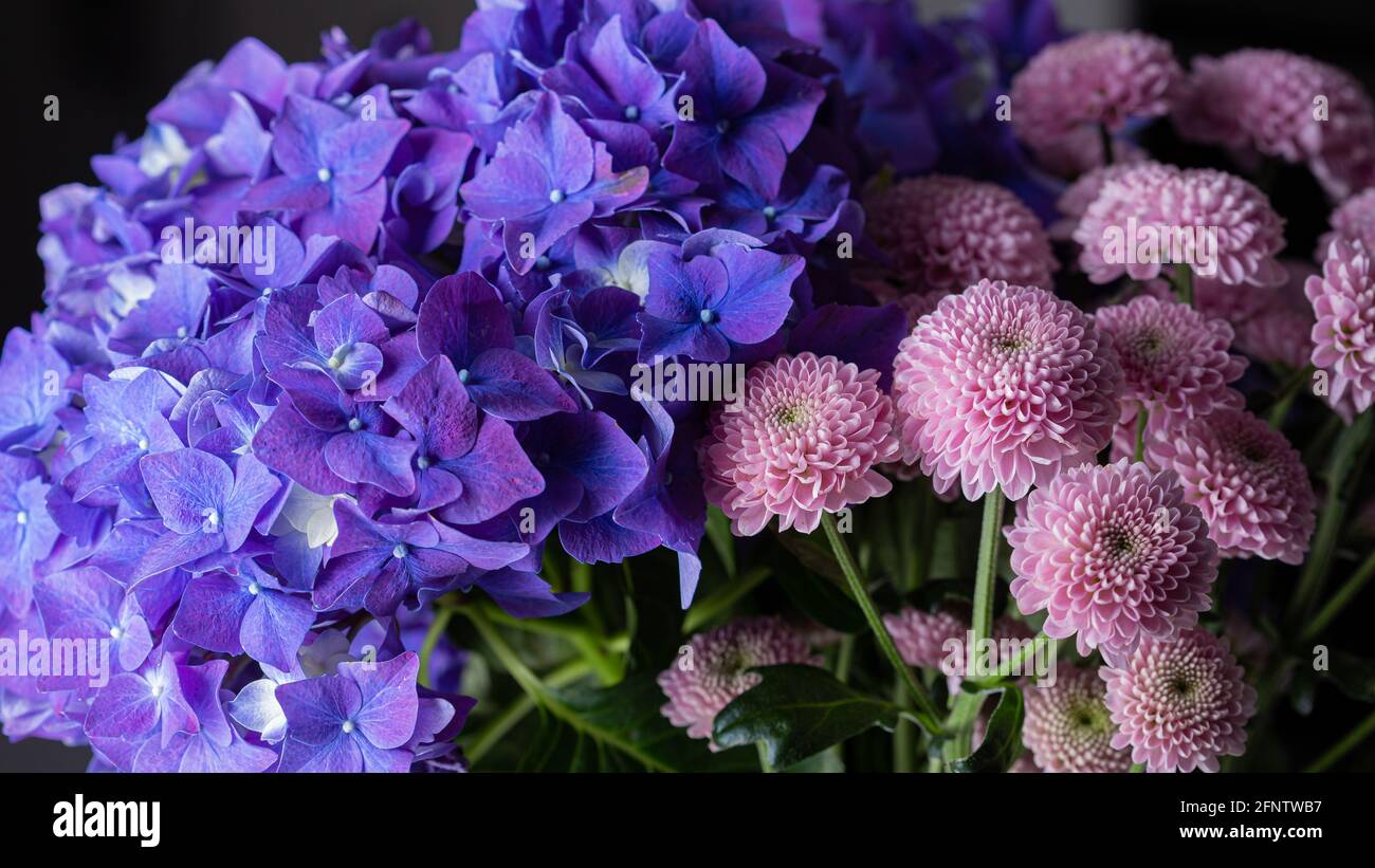 Pink Dahlia flowers in bloom with purple hydrangea flower bouquet close ...