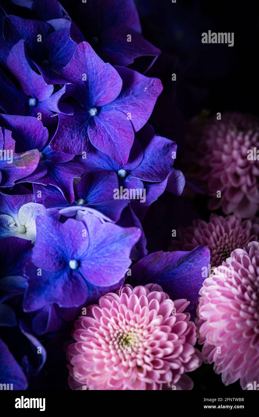 Pink Dahlia flowers in bloom with purple hydrangea flower bouquet close ...