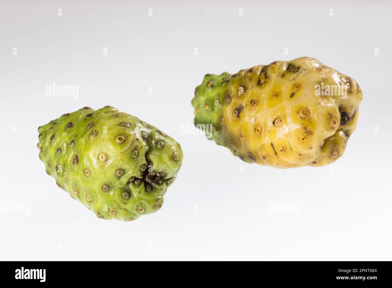 Morinda citrifolia Noni fruit with many medicinal properties; Photo
