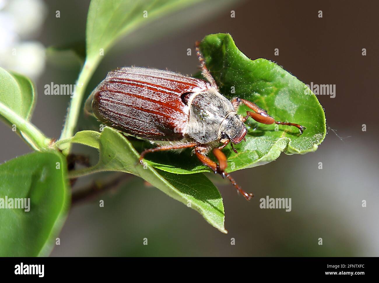 Berlin, Germany. 19th May, 2021. A cockchafer crawls on a branch of a ...