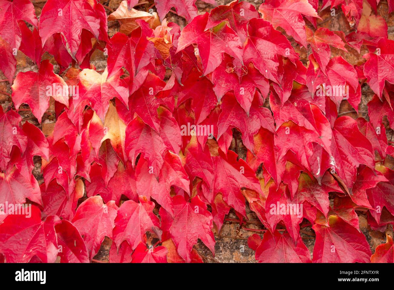 The Virginia Creeper is a member of the grape vine family and is