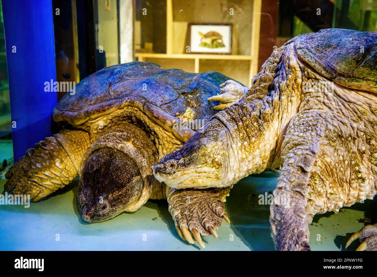 Two giant turtle turtle close-up, water fish Stock Photo - Alamy