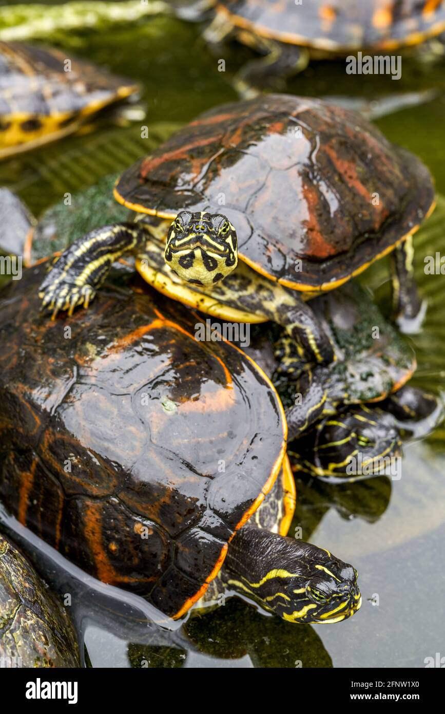 Close-up of a group of flame turtles in the pool Stock Photo