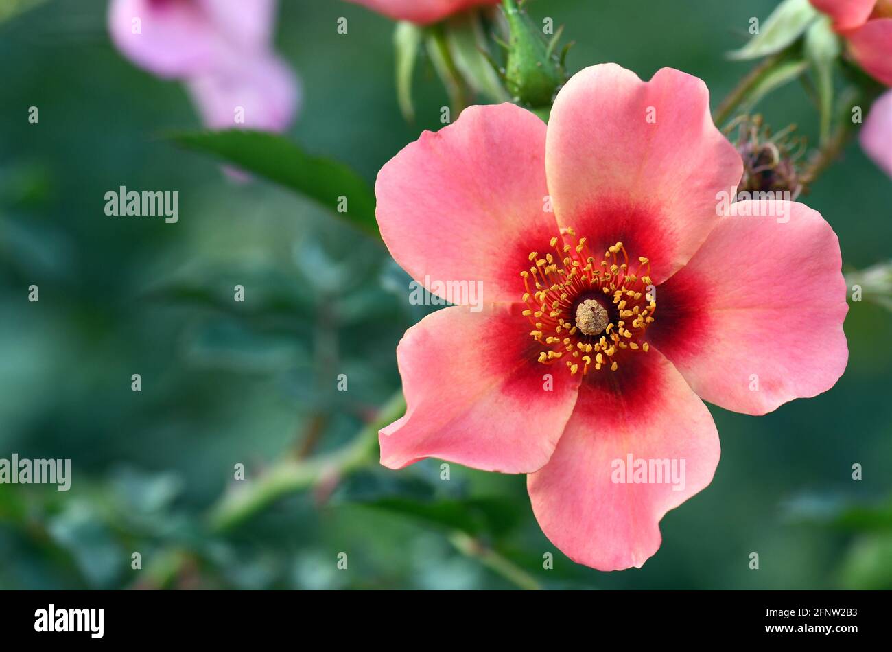 Pink and red flower of the single rose variety Bright as a Button. A
