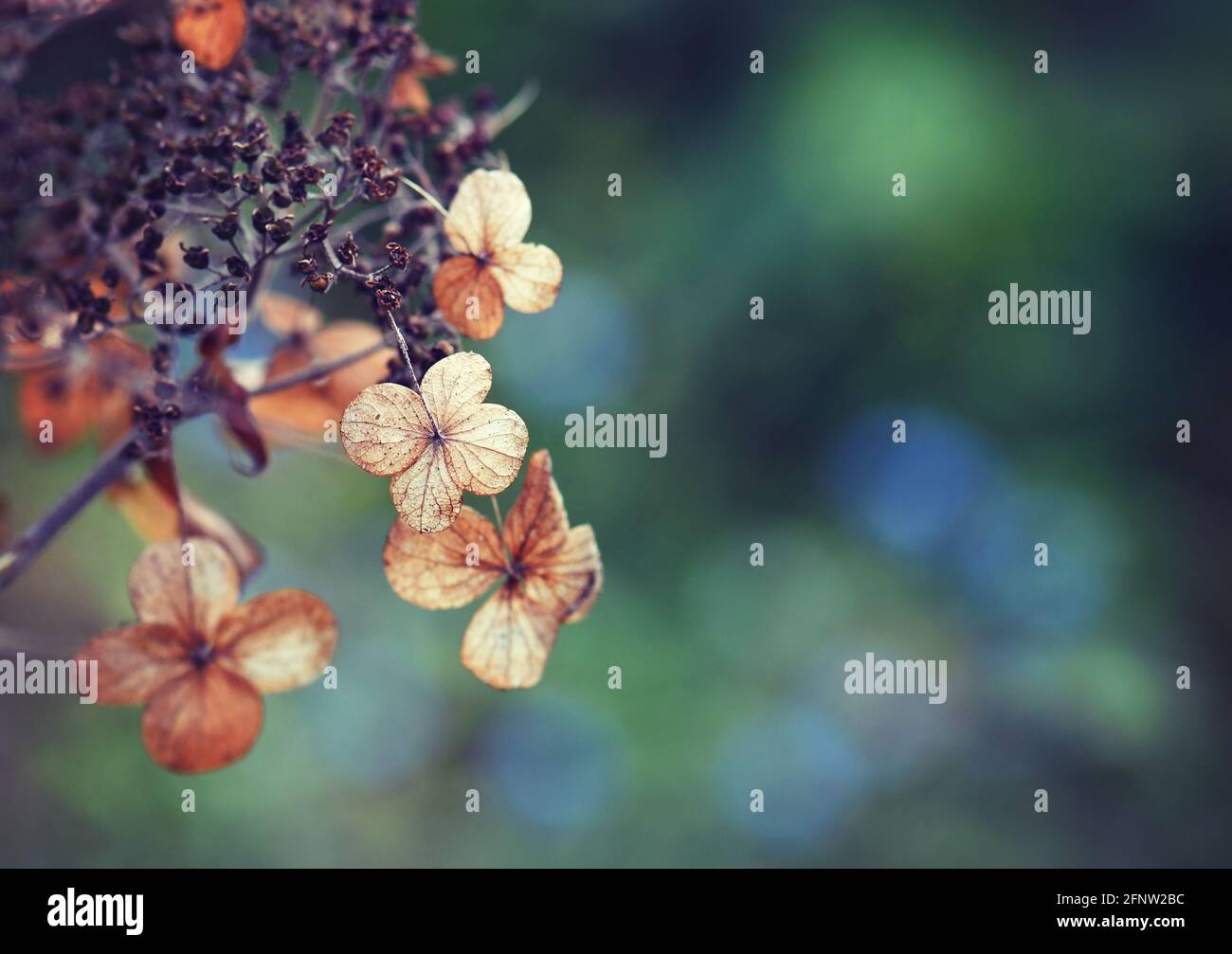 Fall arrangement of dried hydrangea flowers and dried corn stalks Stock  Photo - Alamy