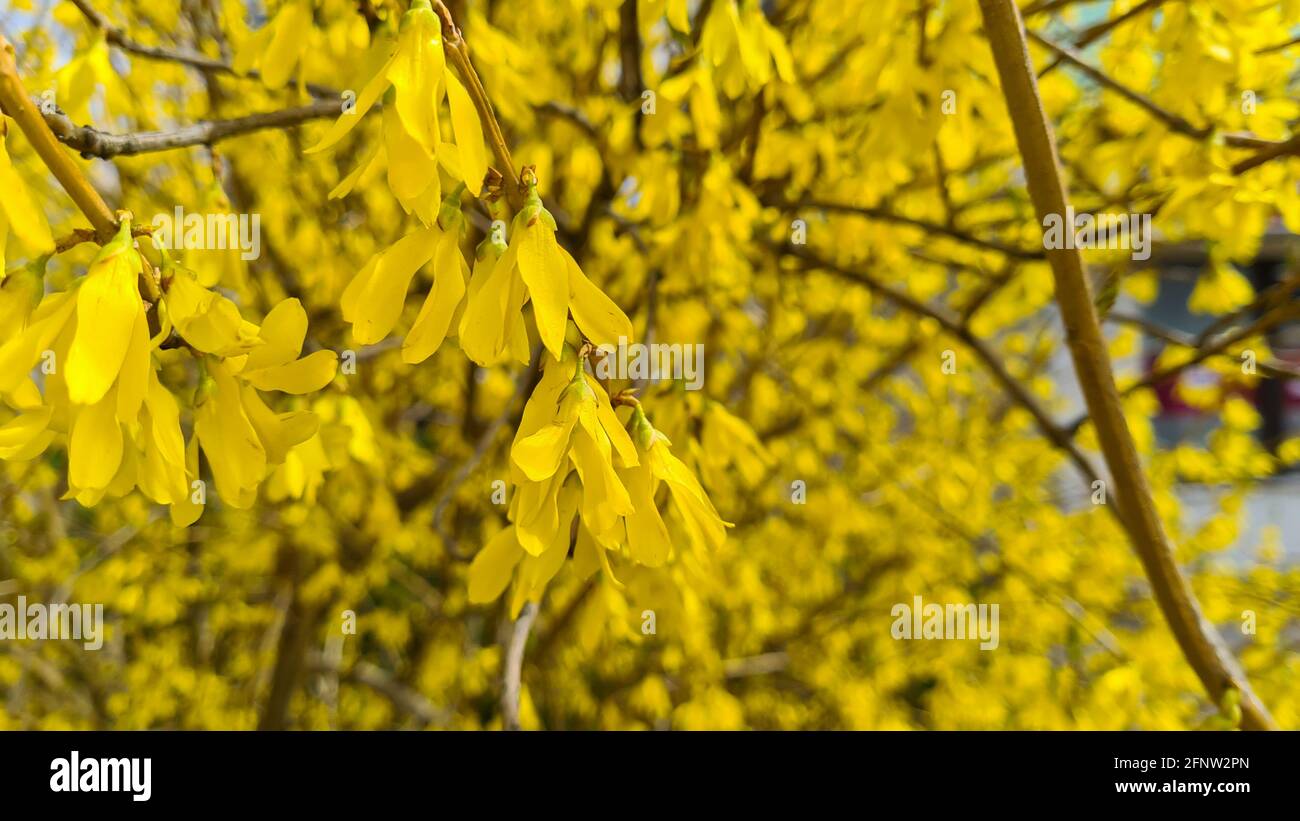 Yellow blooming Forsythia flowers in spring close up.Forsythia × intermedia, or border forsythia is an ornamental deciduous shrub of garden origin. Stock Photo