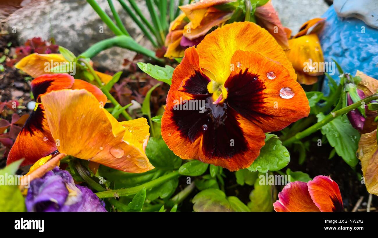 Close-up of an iron boarding flower with water drops. A garden boarding house is a type of large flower hybrid that is cultivated as a garden flower. Stock Photo