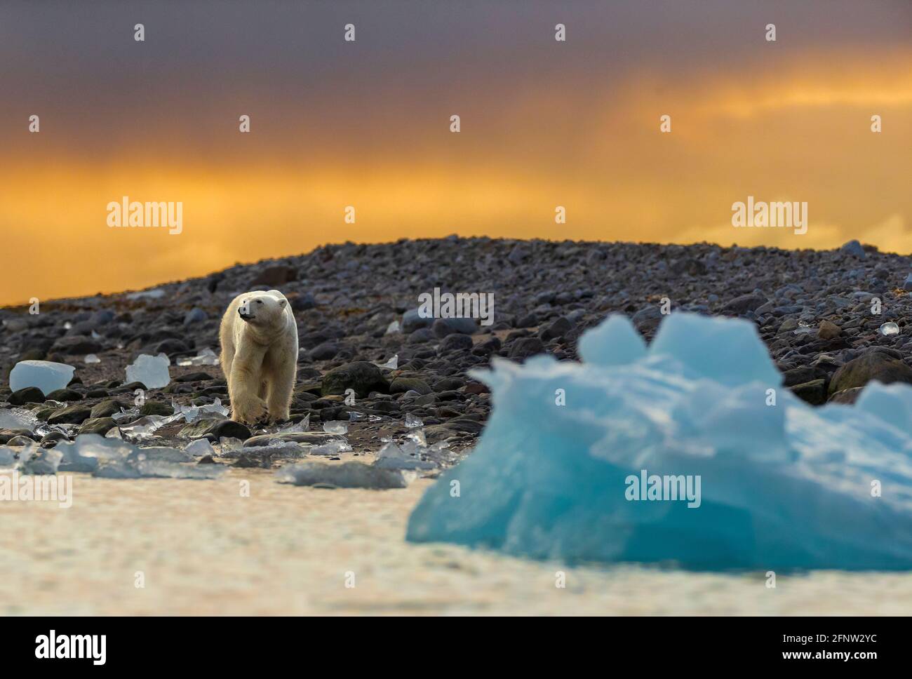 Much of the ice has broken up - leaving the polar bars with no flats to hunt on. SVALBARD, NORWAY: THESE polar bears are facing food shortages as GLOB Stock Photo